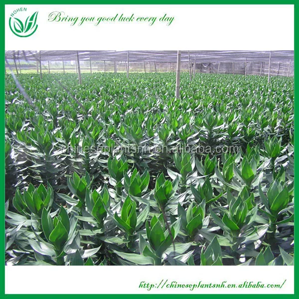 Оптовая продажа, комнатное миниатюрное Оригинальное украшение drcaena, бамбуковое растение на удачу, спираль, прямая башня, бамбуковые растения на удачу