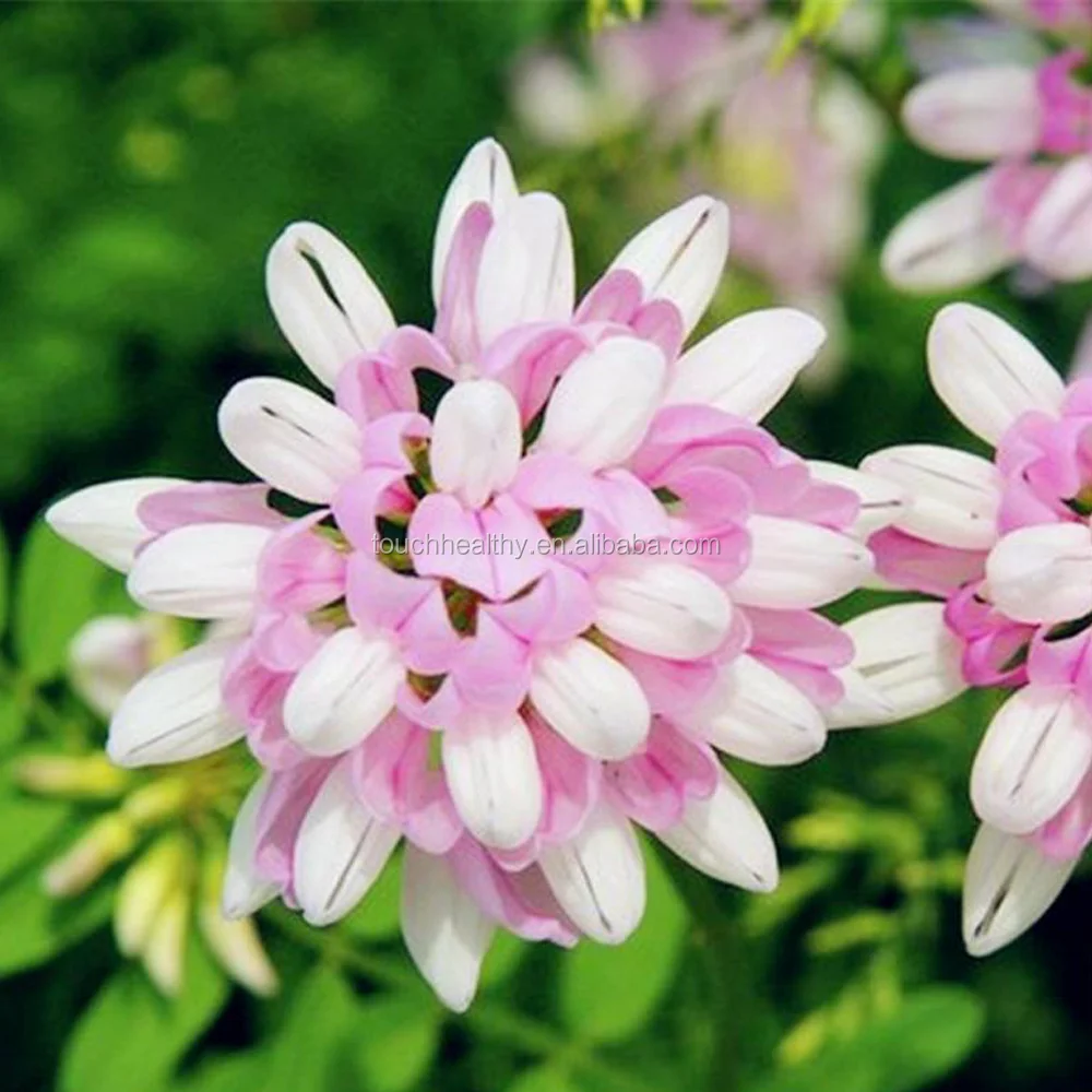 2021 Coronilla buxifolia seeds/ Crown Vetch seeds/Lawn grass seeds