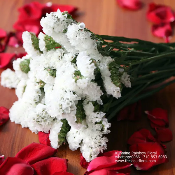 Романтическая вечная песня росемонда из цветочных полей для церкви