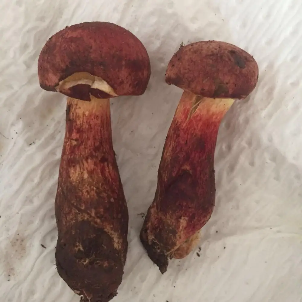 
Detan Wild Fresh Funghi Porcini 