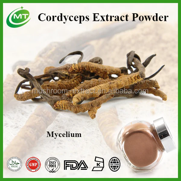 
Best price 7%Cordycepin Cordyceps sinensis Extract powder 