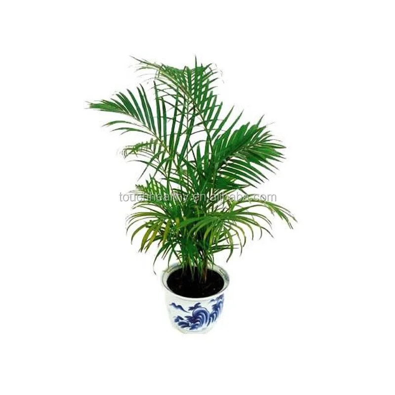 
2021 год, семена Rhapis excelsa для посадки Touchhealthy 