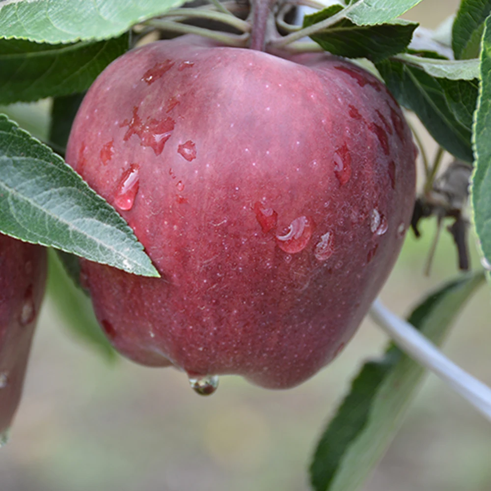 
Royal Gala Apples Granny Smith Apples Red Delicious/Stark/Red Chief Apples Fuji apples Origin CHINA 