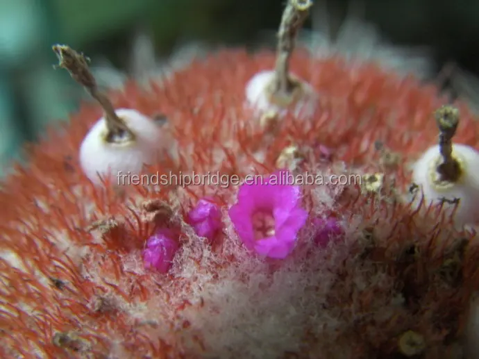 
 Оптовая продажа, мелокактус amoelnus Cactus  