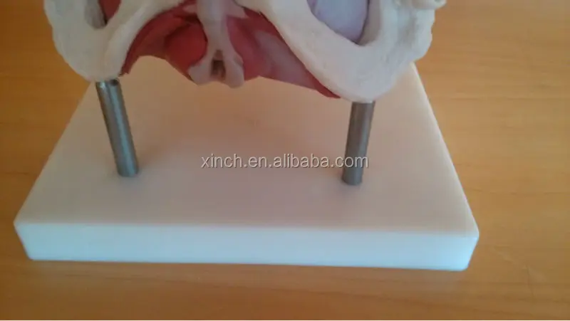Female Pelvis Anatomy Model