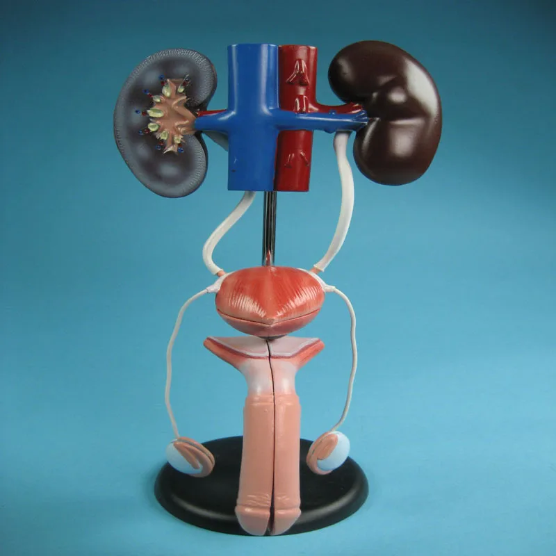 
Biology Education Equipment Anatomical Model of the Male genitourinary system 