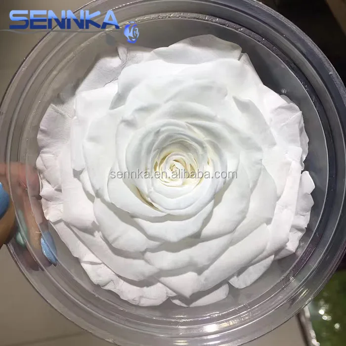 Первичный поставщик, Китай, оптовая продажа, консервированные свежие цветочные розы