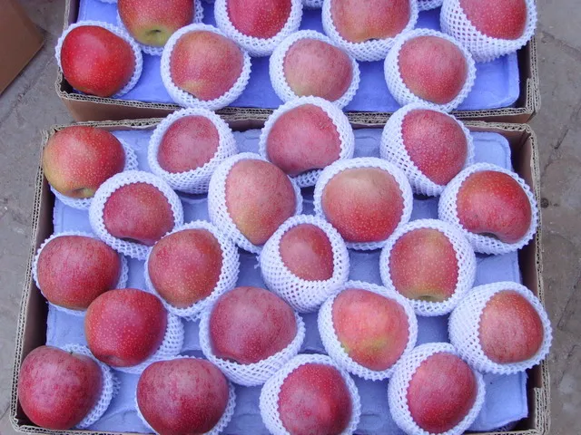 Hot Selling China Organic Fruits Fresh apples qinguan apple