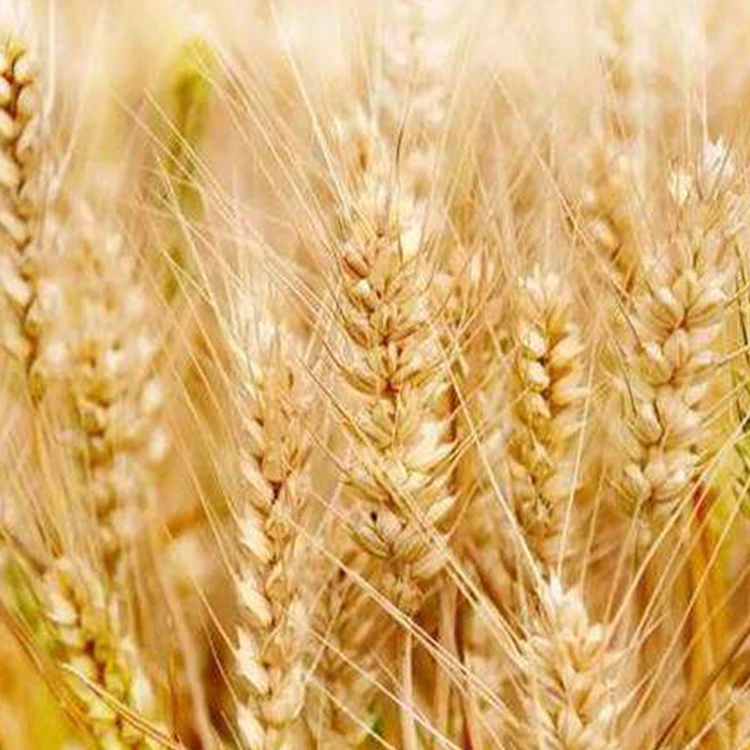 Хорошая распродажа пшеничная