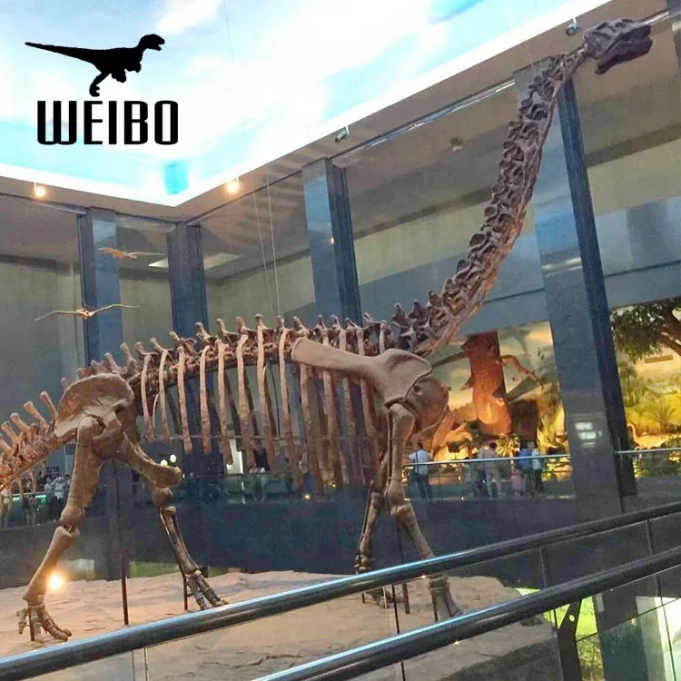 Long neck dinosaur skeleton dinosaur fossil