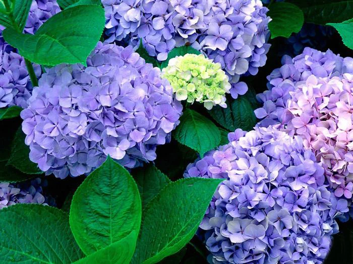 
Chinese Snowball Bush Tree Seedlings,Hydrangea L. 