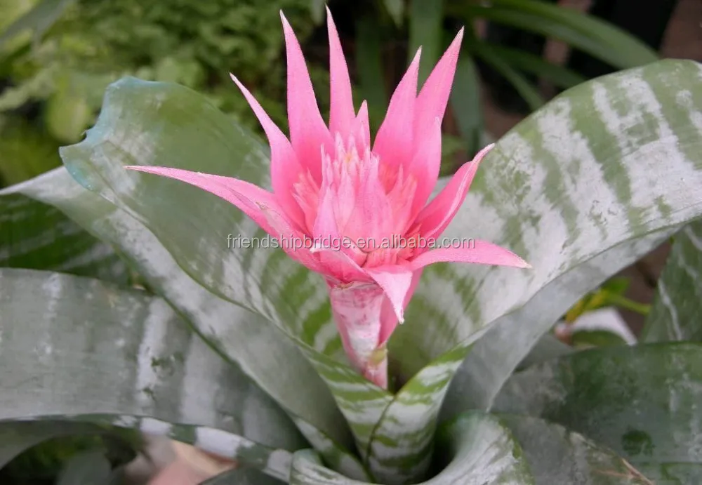
golden green Sansevieria for indoor ornamental bonsai plants 