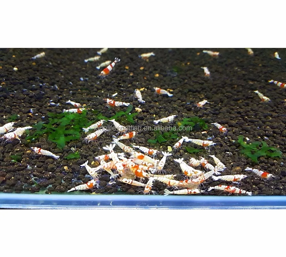 Home Aquarium Red Fancy Tiger Shrimp