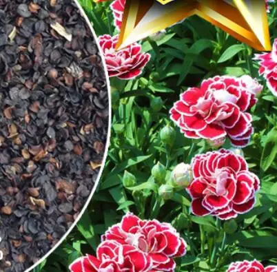 Beautiful flower seed mix colors Dianthus caryophyllus seeds