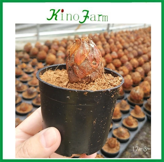  Чистые корень cycas Revolution лампы для