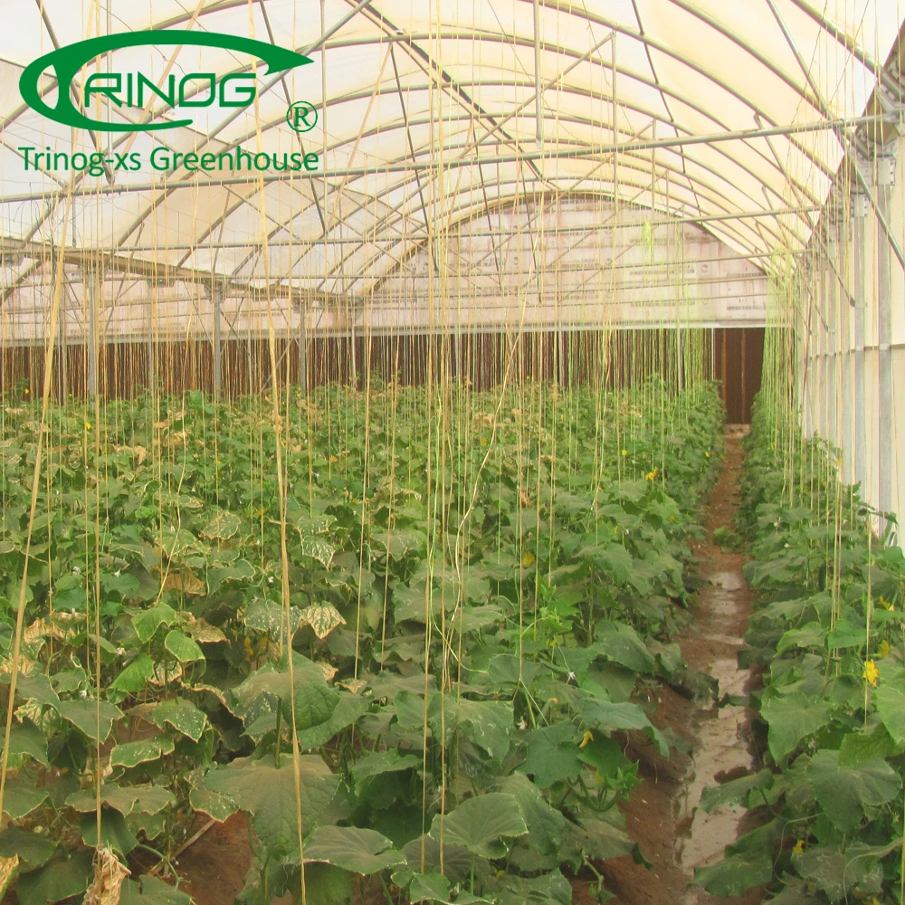 Low cost plastic greenhouse garden used for vegetable