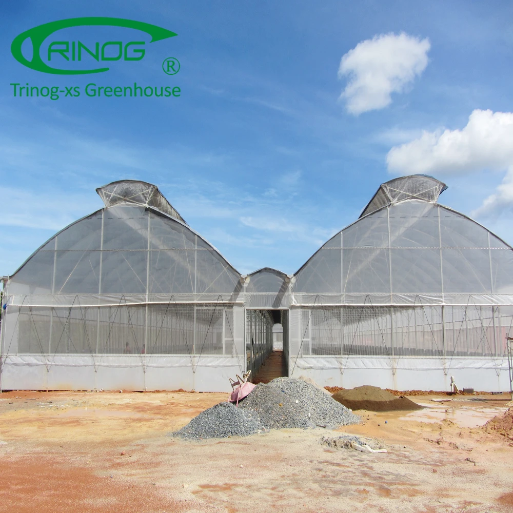 Tomato hydroponic greenhouse for agriculture farm