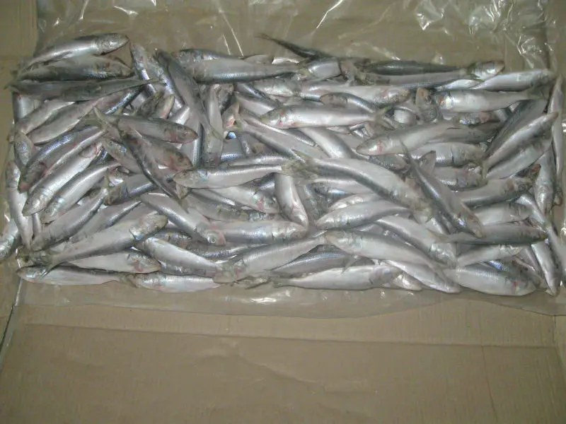 
Frozen Sardine Whole Round 