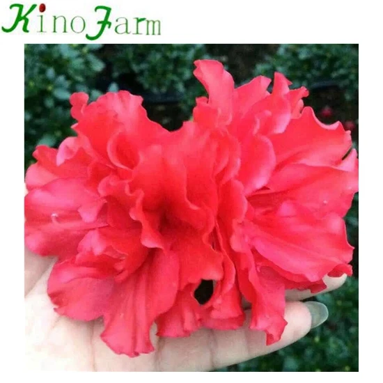 
Red Color Rhododendron 