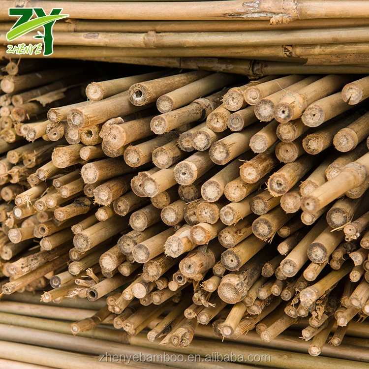 
HOT!!! ZY-1022 Tsinglee Bamboo Canes Tonkin Bamboo Poles for Nursery Garden Horticulture Plantation Agriculture Factory Price! 