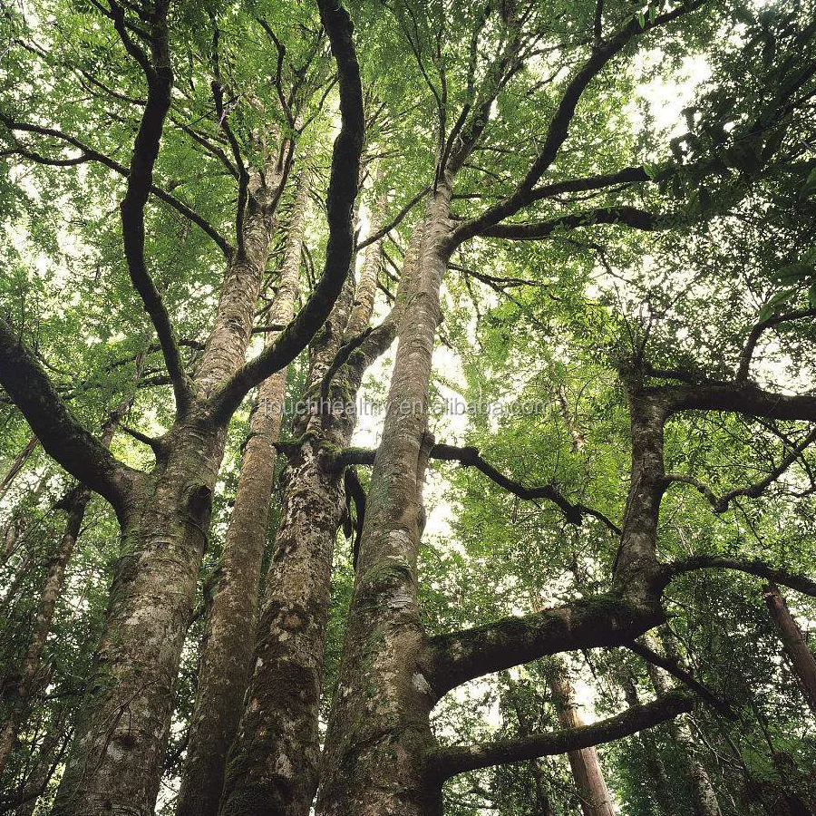 
2021 Touchhealthy Поставка семян сассафраса tzumu для посадки 