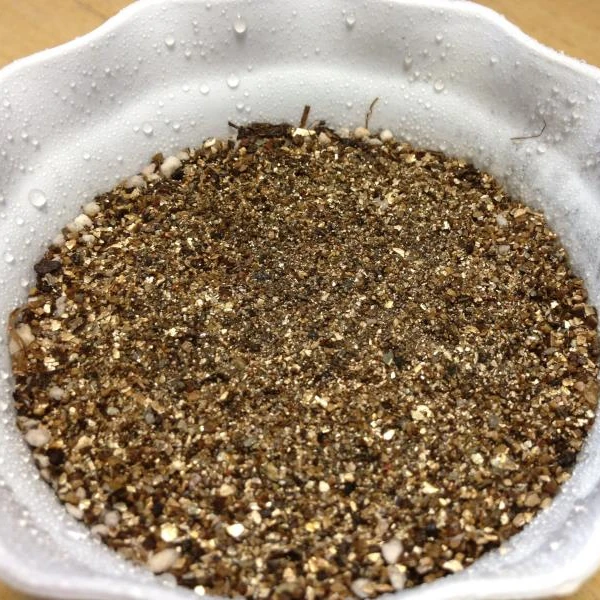 Indoor plant perennial nature product Succulent plants Lithops seeds