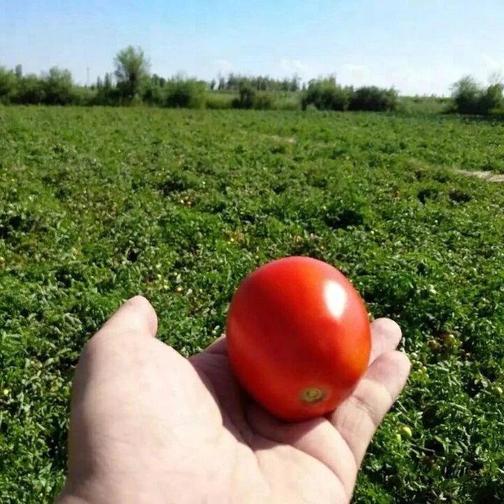 Good quality 22-24% 28-30% brix 800g tomato paste from factory