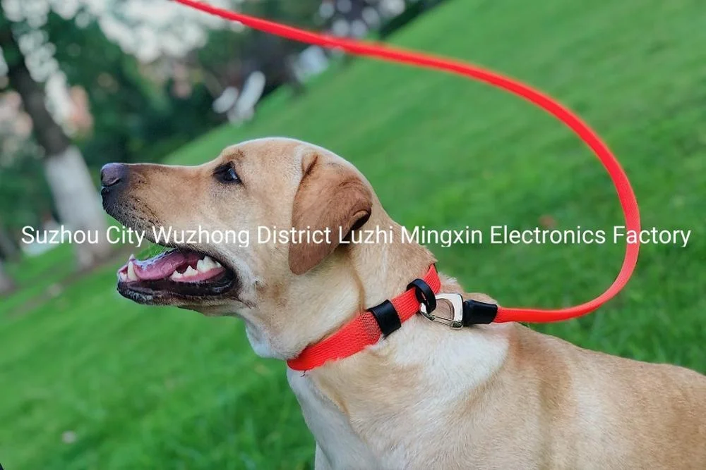 Lightweight PET lead and collar
