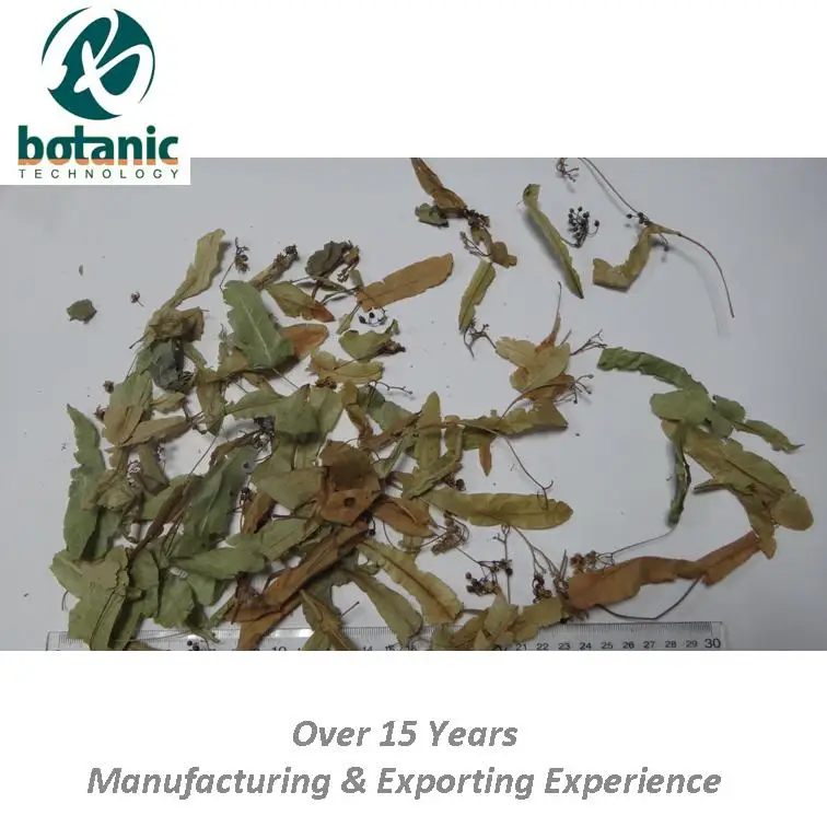 
Linden-leaf flower for herb tea material 