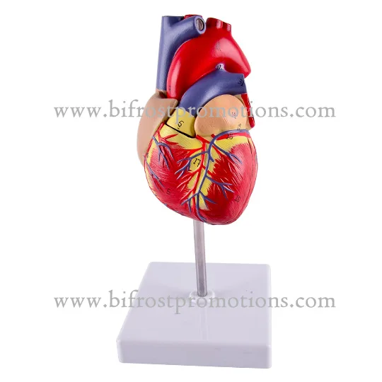 BP72030-Heart-Model-2w