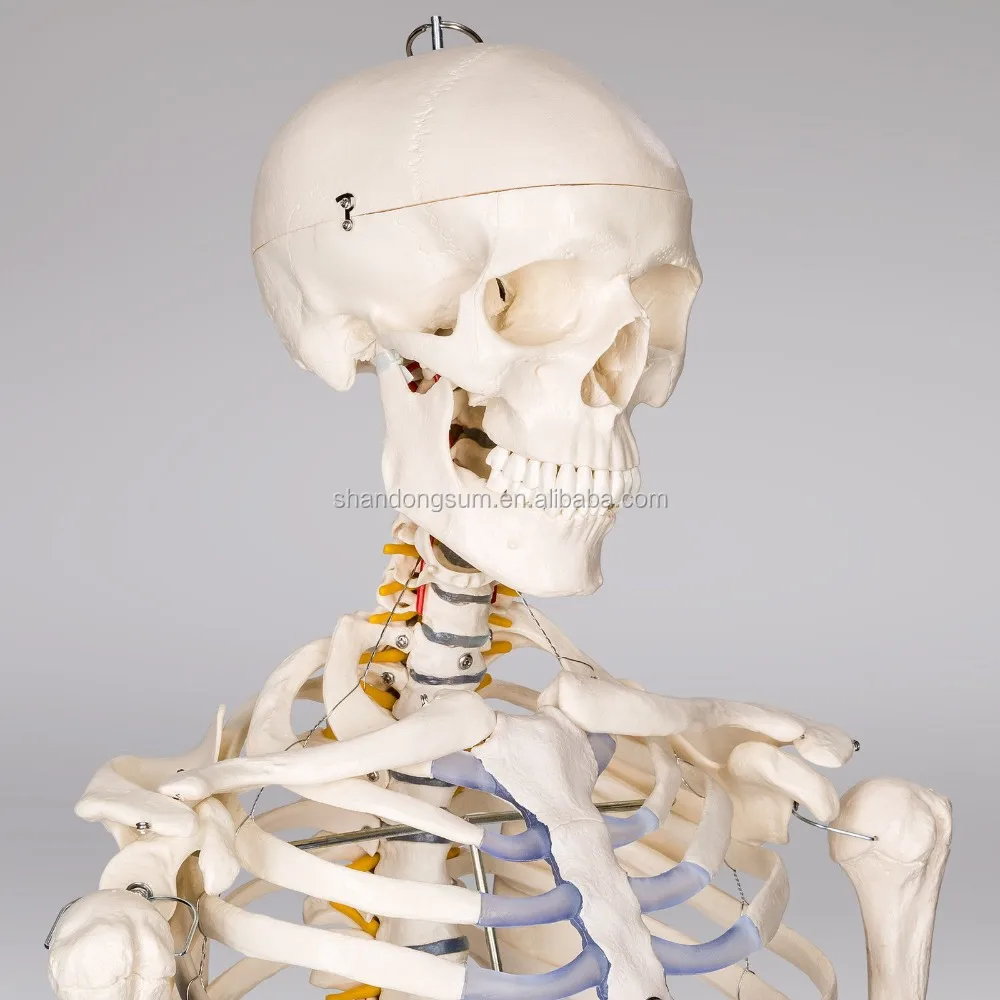 
Buddy the Budget Skeleton Human Skeleton Anatomical Model Life Size & 2 Charts 
