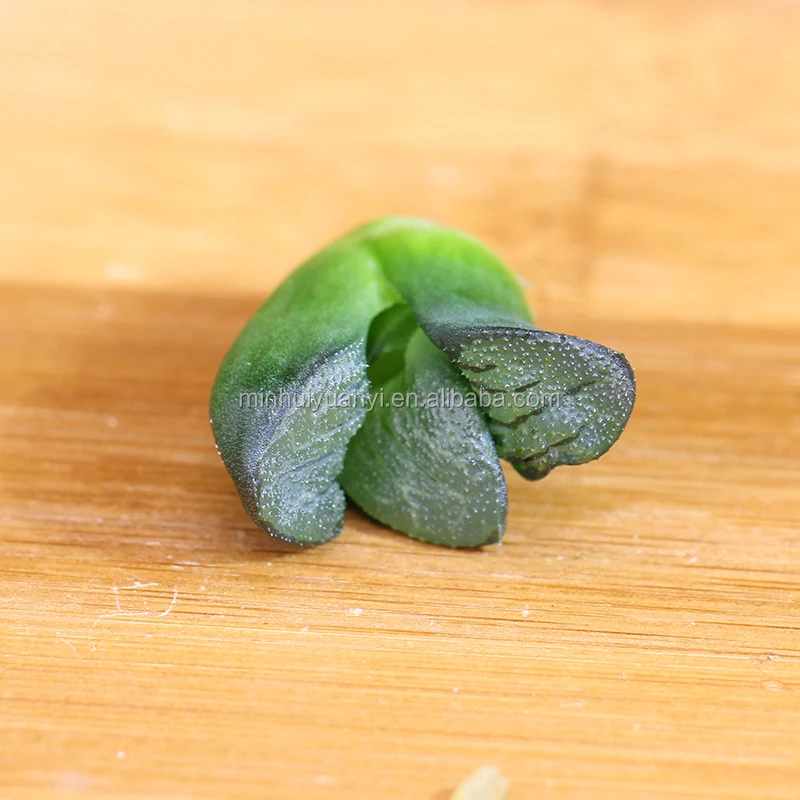 
Succulent Plant of Haworthia correcta 