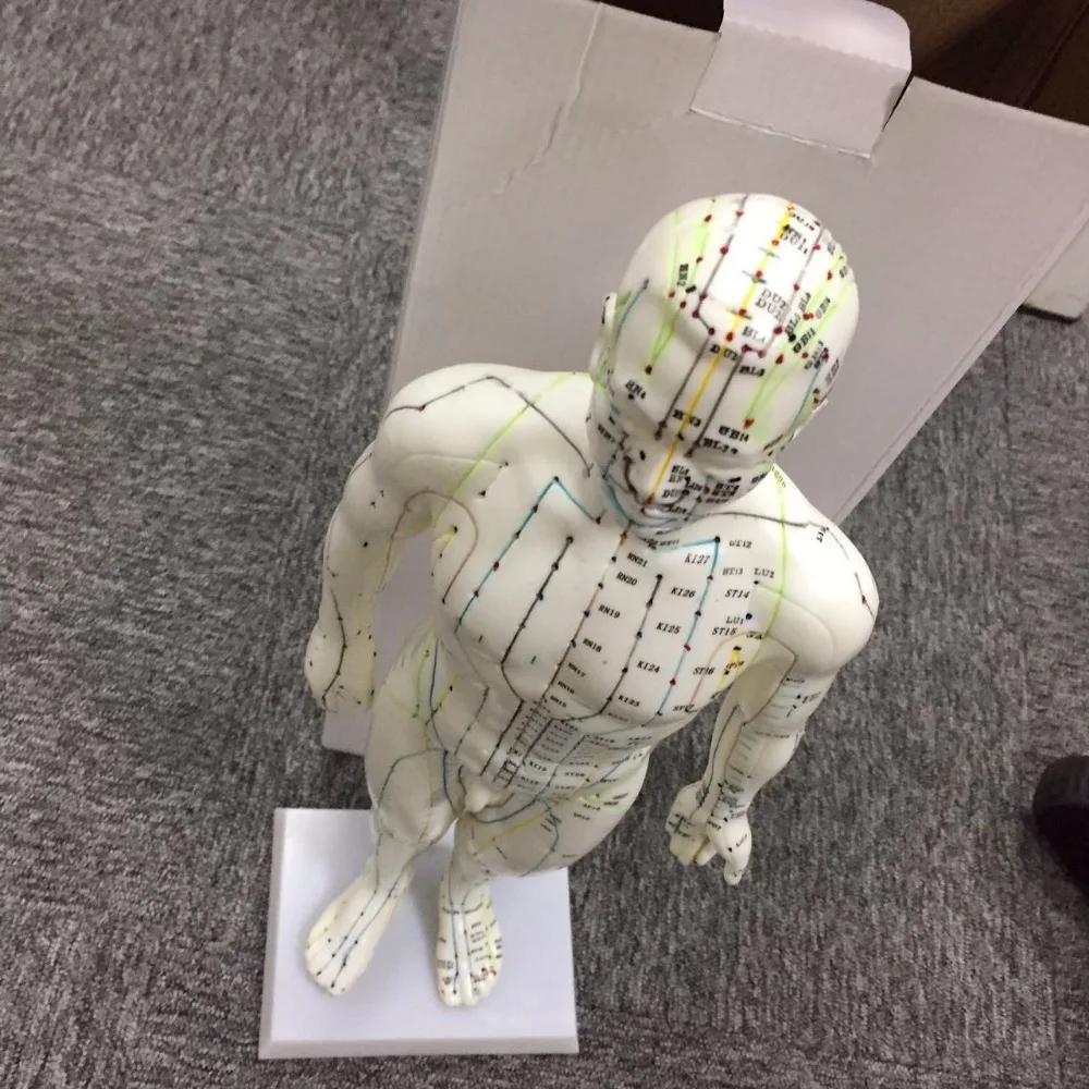 
26cm Female Acupuncture model 