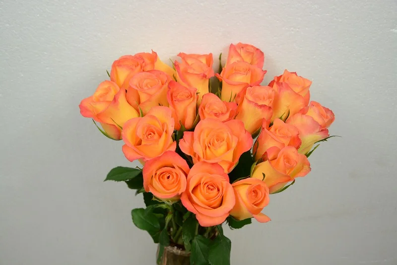 Первоклассные оранжевые розы, свежий цветок для свадьбы, Дня Святого Валентина, украшение дома