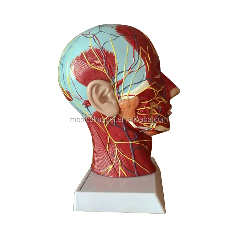 Superficial Face With Muscle Nerve Blood Vessel Brain Model