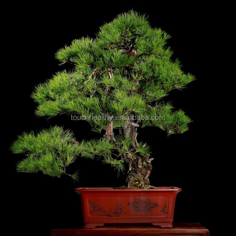 
2021 Hot sale Pinus densiflora seeds 