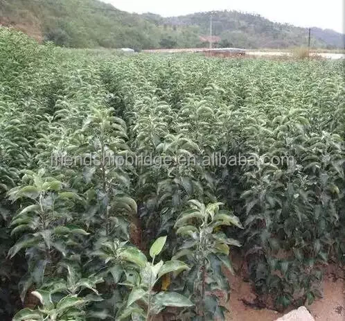 Южно-китайский анти-сезон, саженцы яблони, фрукты