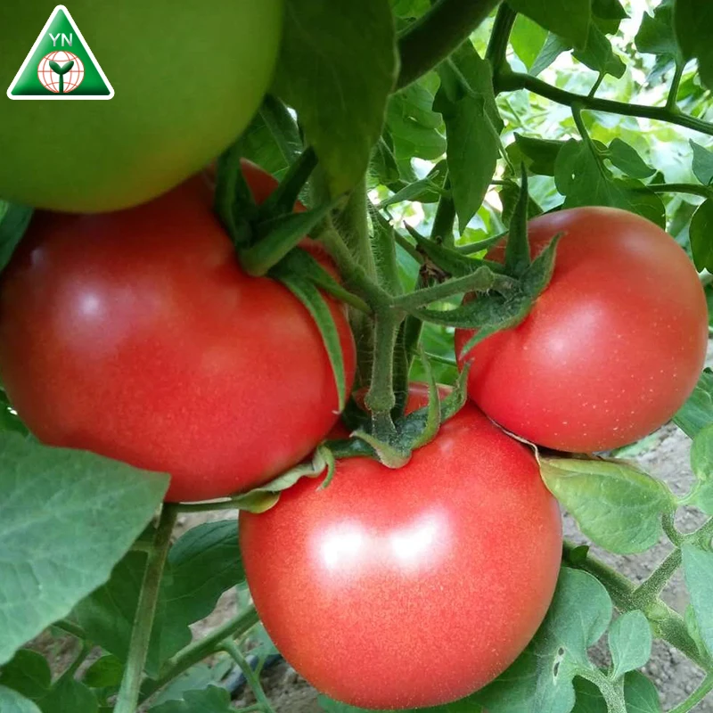 
Hybrid Indeterminate Round Shape Tomato Seed F1 
