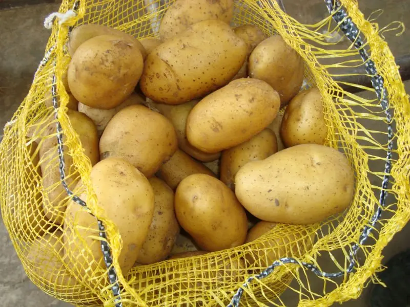 
Fresh holland Potato in mesh bag 