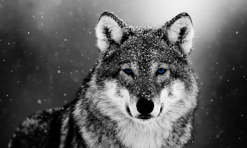 
high resolution snow wolf digital printing canvas painting on cotton linen <span style=