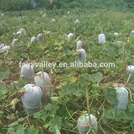 Winter Melon Seeds-Wax gourd seeds for growing