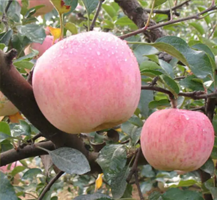 Forchlorfenuron KT-30, ccpu CAS No.: 68157-60-8