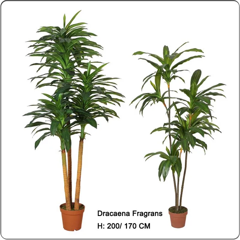 Hot sale Fake Corn plant Draceaena Fragrans artificial Dracaena angustifo plastic tree for home and office decoration