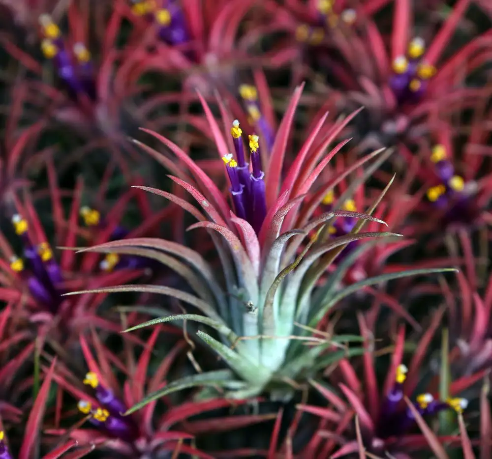 Varieties air plants Perennial herb plants Tillandsia bonsai low price for sale