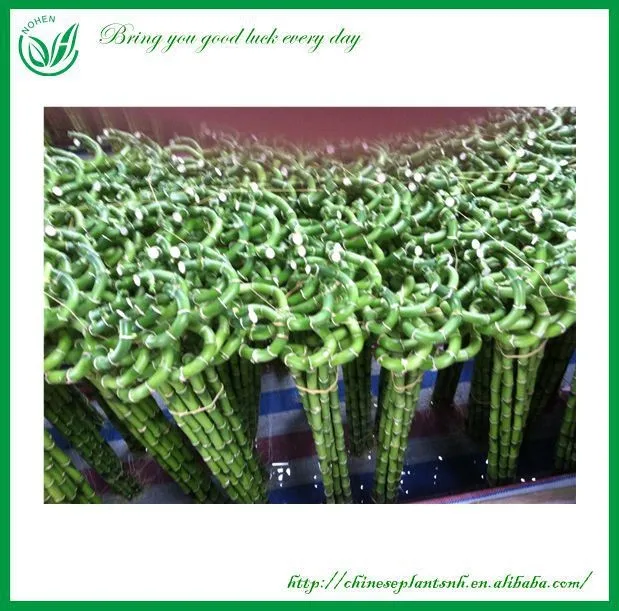
Curl Spiral Lucky Bamboo 