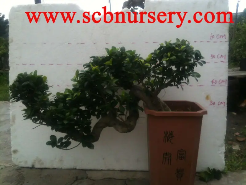 
 Фикус каскад 35 см бонсай, оптовый продавец  