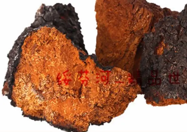 
Wholesale Wild whole russia origin Siberia chaga mushroom for sale 