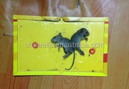 
Good reputation high quality mouse rat sticky mice glue board trap for stick mice 