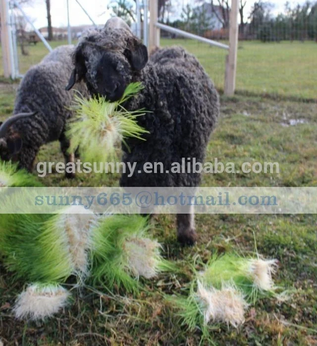 Barley germination for barley seeds used  animal feed for cattle and sheep for Barley grwoing sprout