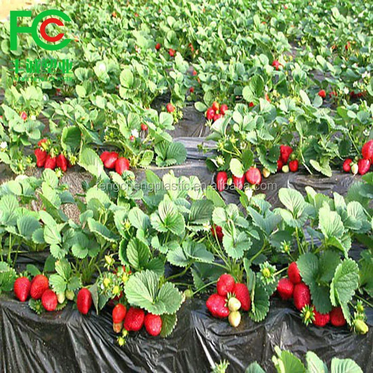 Black plastic mulch film for strawberry,cheap mulching film roll price,plastic rolls for laundry for sale hot